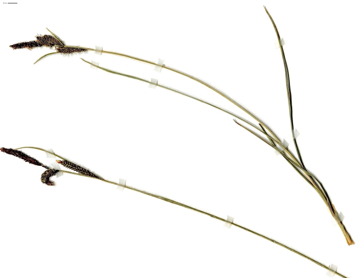 Carex nigra (Cyperaceae)